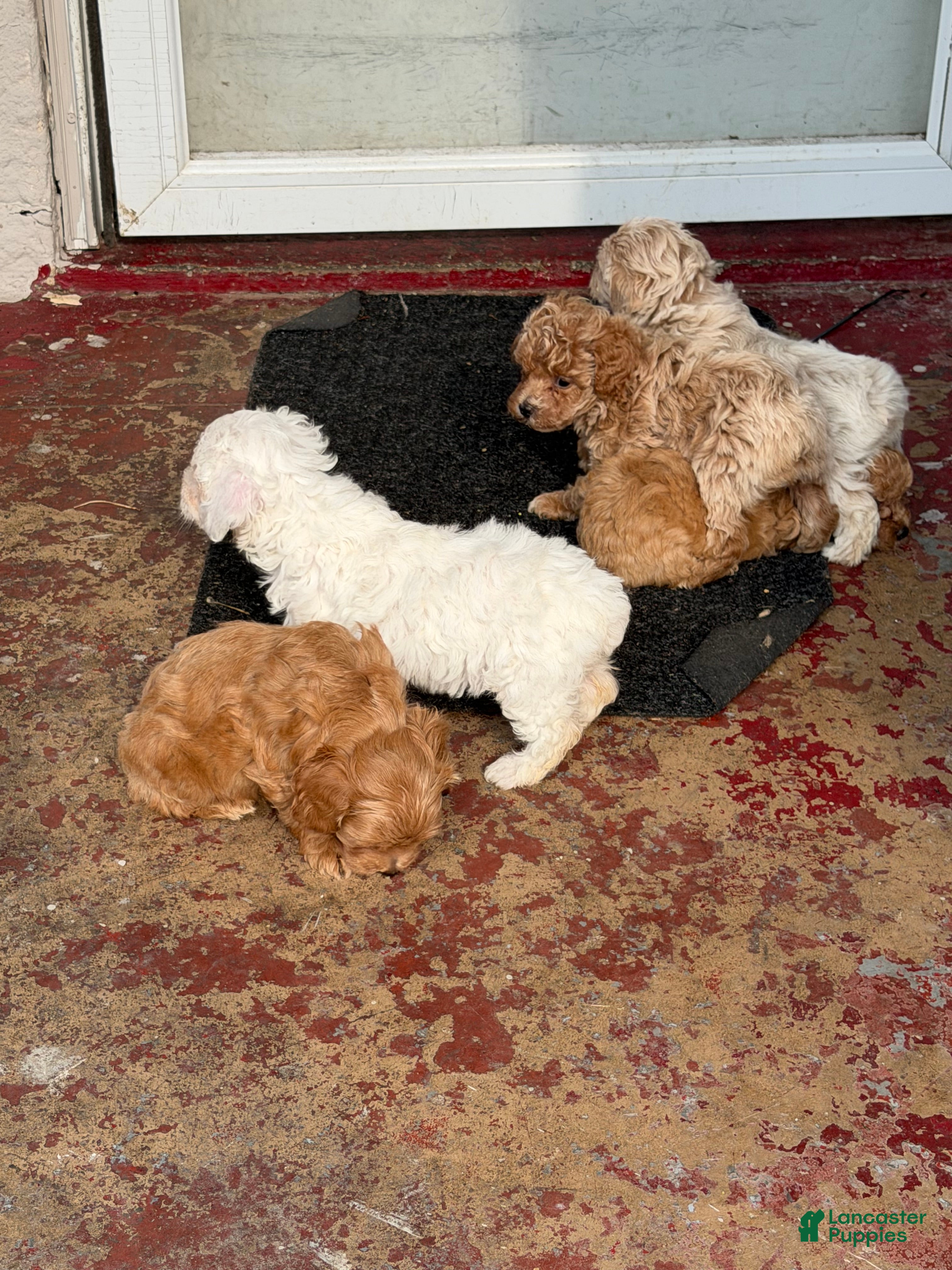 Shihpoo dogs Shihpoo 4 ~ prince - boy  - Ad 9
