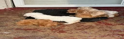 Shihpoo dogs for sale: Shihpoo 4 ~ prince - boy  - Ad 1