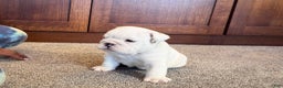 English Bulldog dogs for sale: Jasper - Ad 2