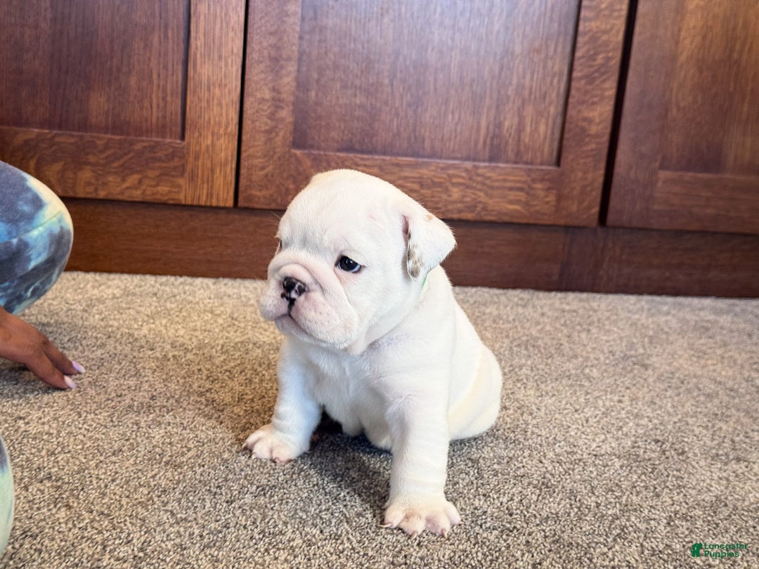 English Bulldog dogs for sale: Jasper - Ad 2