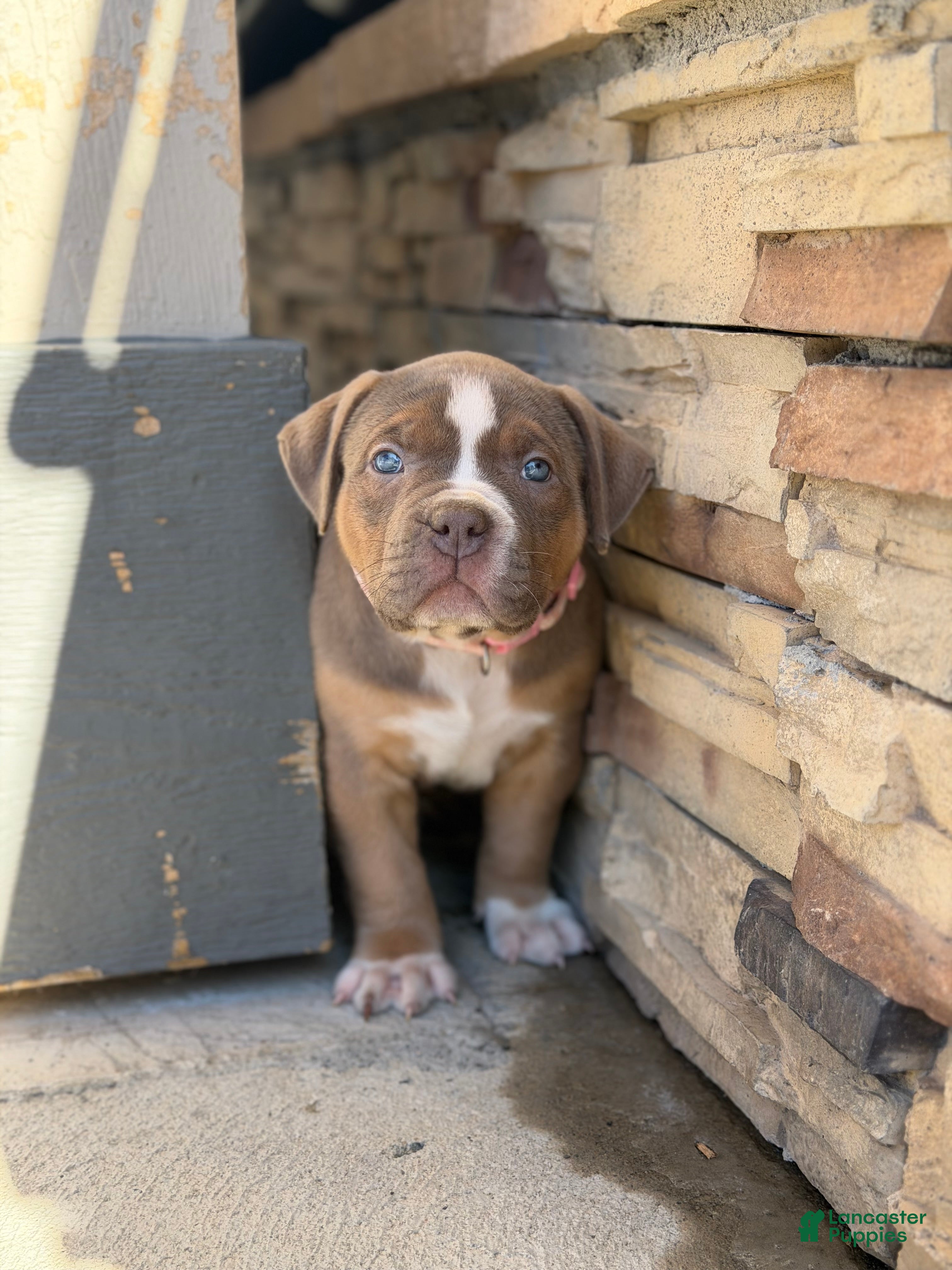American Bully dogs American Bully Puppy 4 - Ad 36
