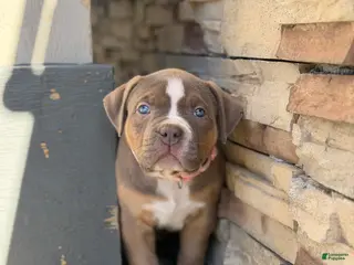 American Bully dogs American Bully Puppy 4 - Ad 36