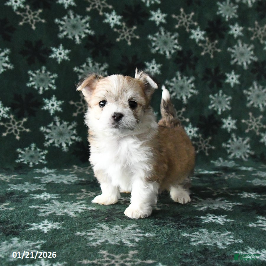 Mixed Breed dogs Prince   - Ad 15