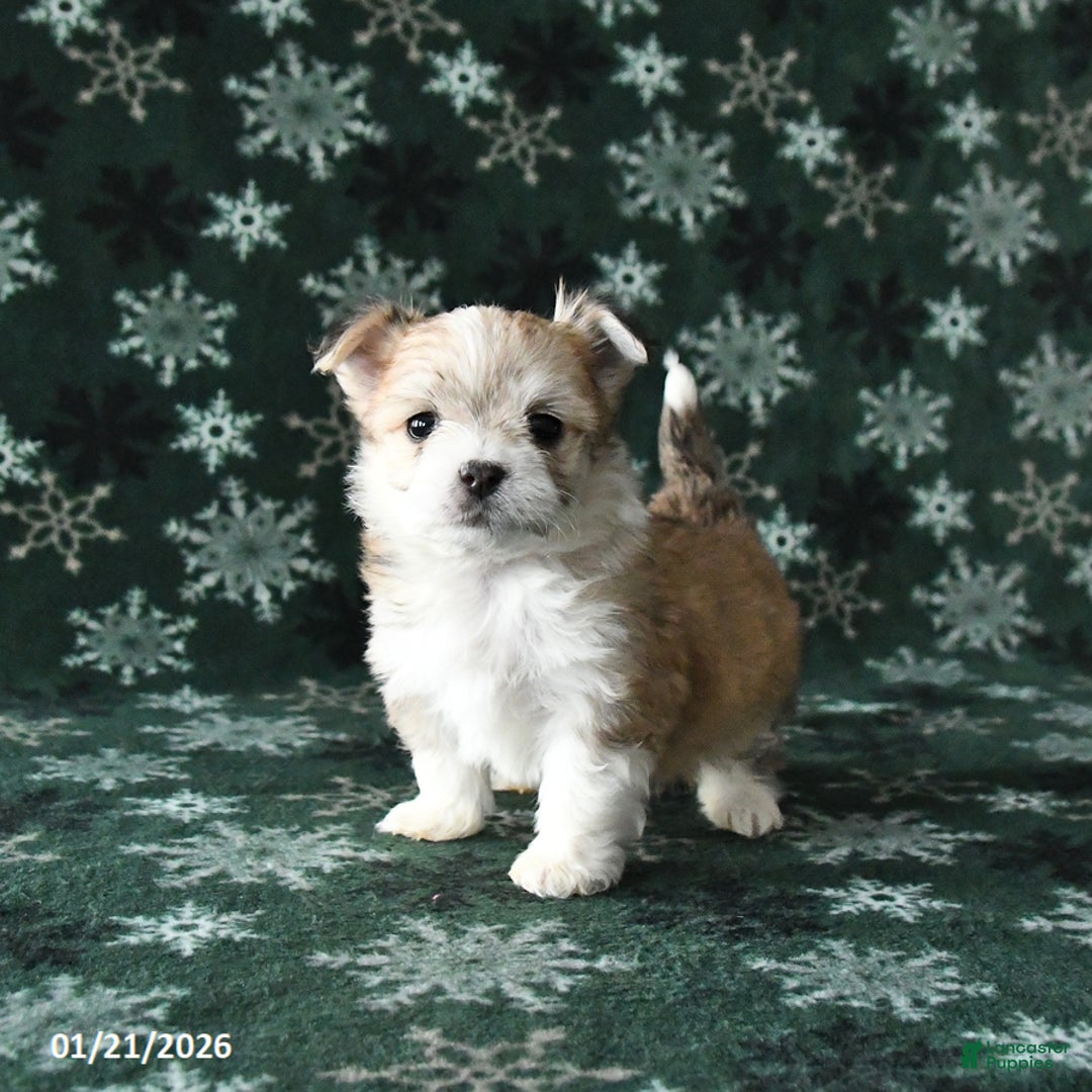 Mixed Breed dogs for sale: Prince   - Ad 1