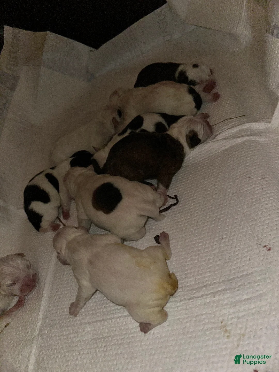 Mixed Breed dogs for sale: English Bulldog Puppy 5 - Ad 10