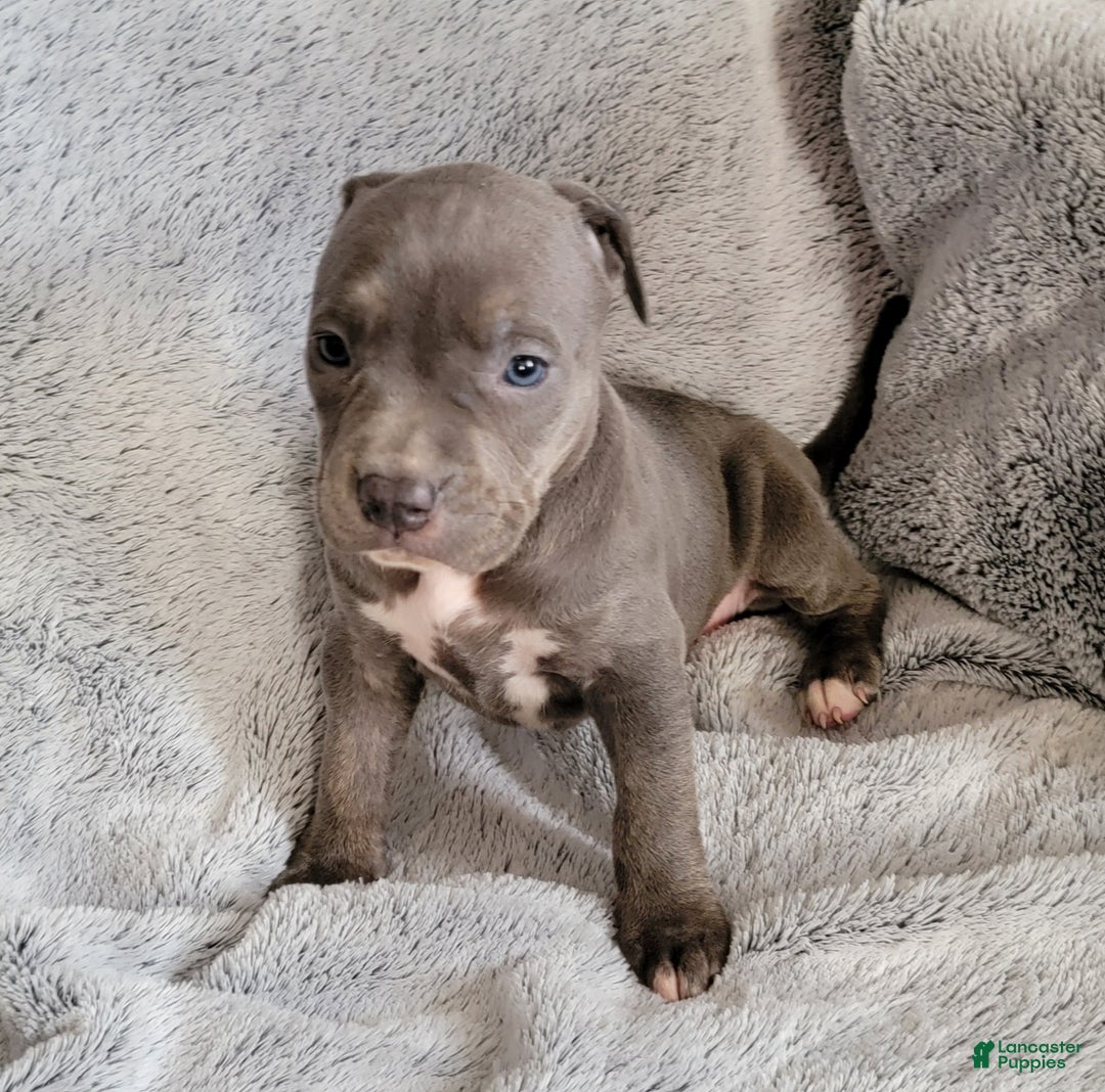 American Bully dogs for sale: Bonnie - Ad 7
