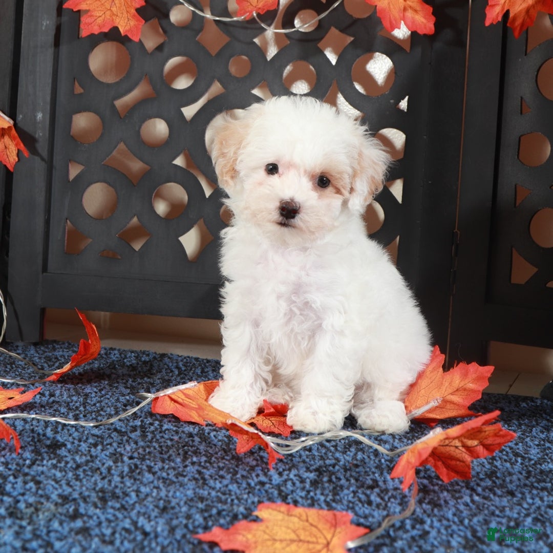 Bichpoo dogs for sale: Tulip-Gorgeous Female Poochon Puppy - Ad 4