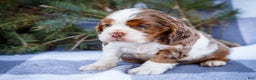 Cocker Spaniel dogs for sale: Pierre - Ad 10