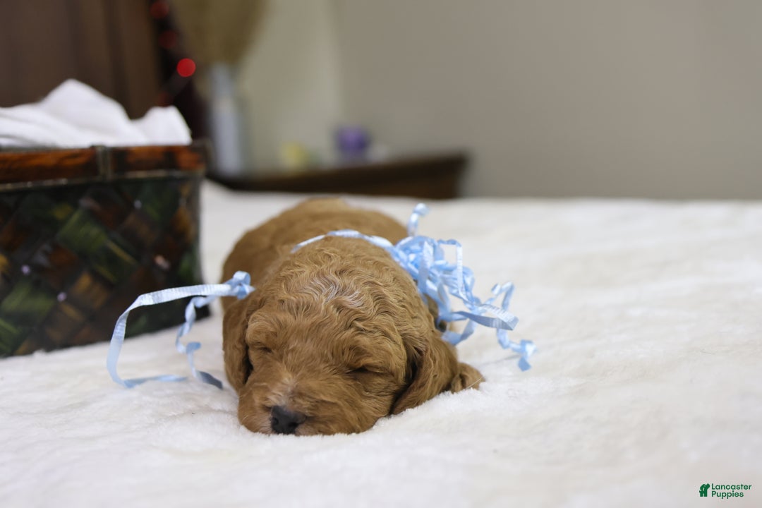 Goldendoodle dogs for sale: Sam - Ad 5