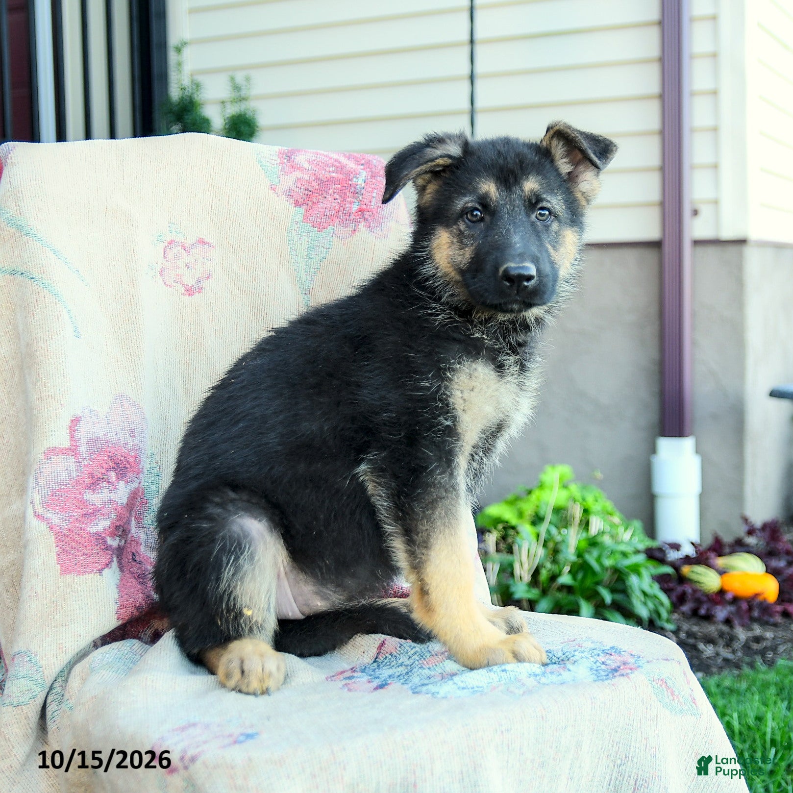 German Shepherd dogs for sale: Aria - Ad 4