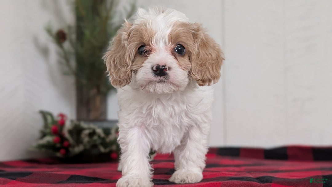 Cavapoo dogs for sale: Duke - Ad 8