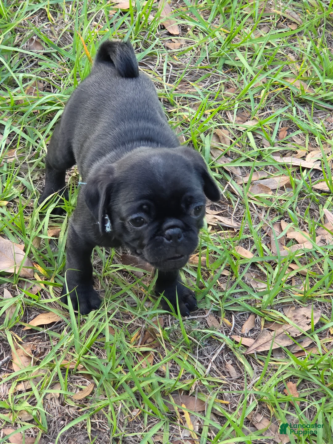 Pug dogs for sale: Onyx - Ad 2