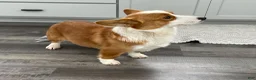 Welsh Corgi Pembroke dogs for sale: Ollie - Ad 8