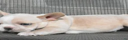 French Bulldog dogs for sale: French Bulldog 1 - Ad 3