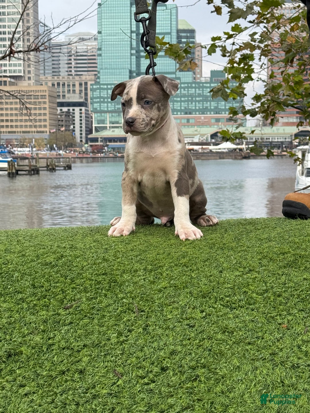American Bully dogs for sale: Greyjoy  - Ad 34