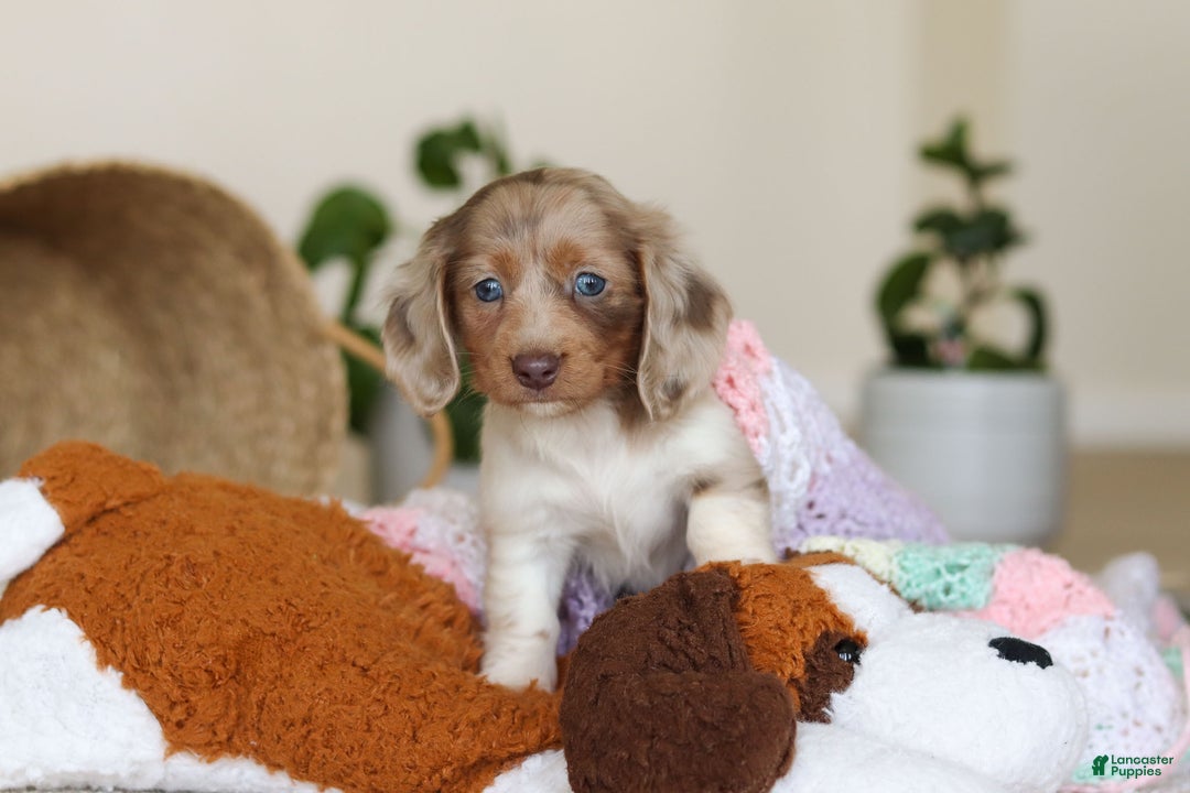 Miniature Dachshund dogs for sale: Skye - Ad 12