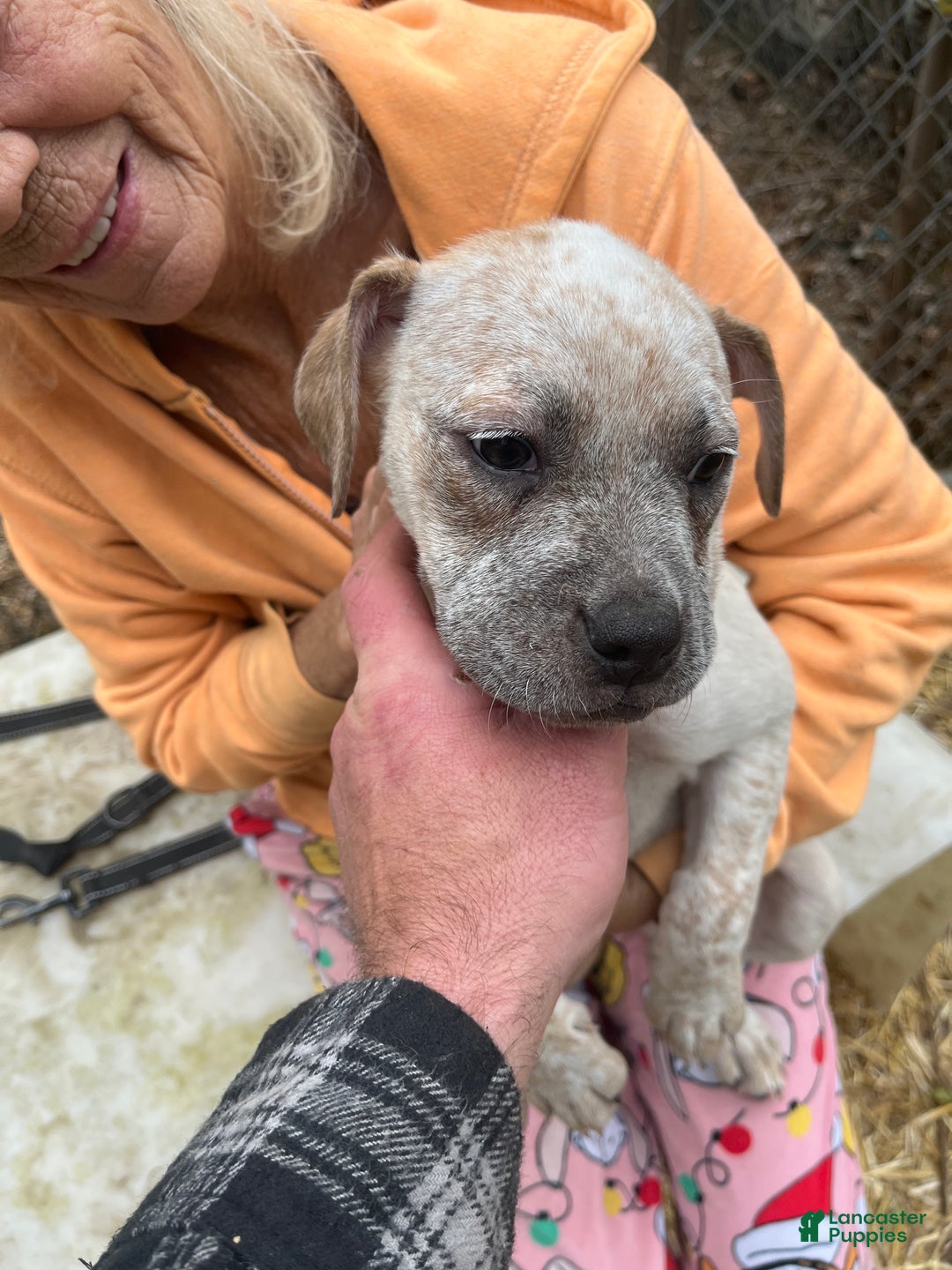 Mixed Breed dogs for sale: Mixed Breed Puppy 6 - Ad 16