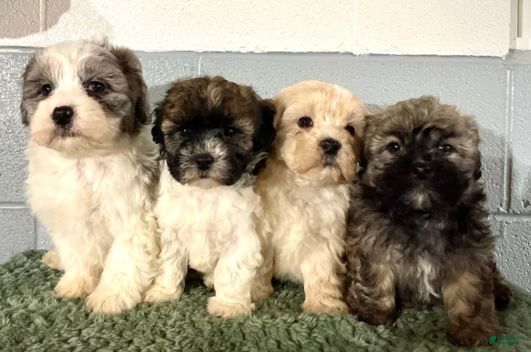 Gallery Image {{count}}