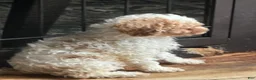 Miniature Poodle dogs for sale: Miniature Poodle 2 - Ad 3