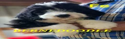 Bernedoodle dogs for sale: Bernedoodle  - Ad 6