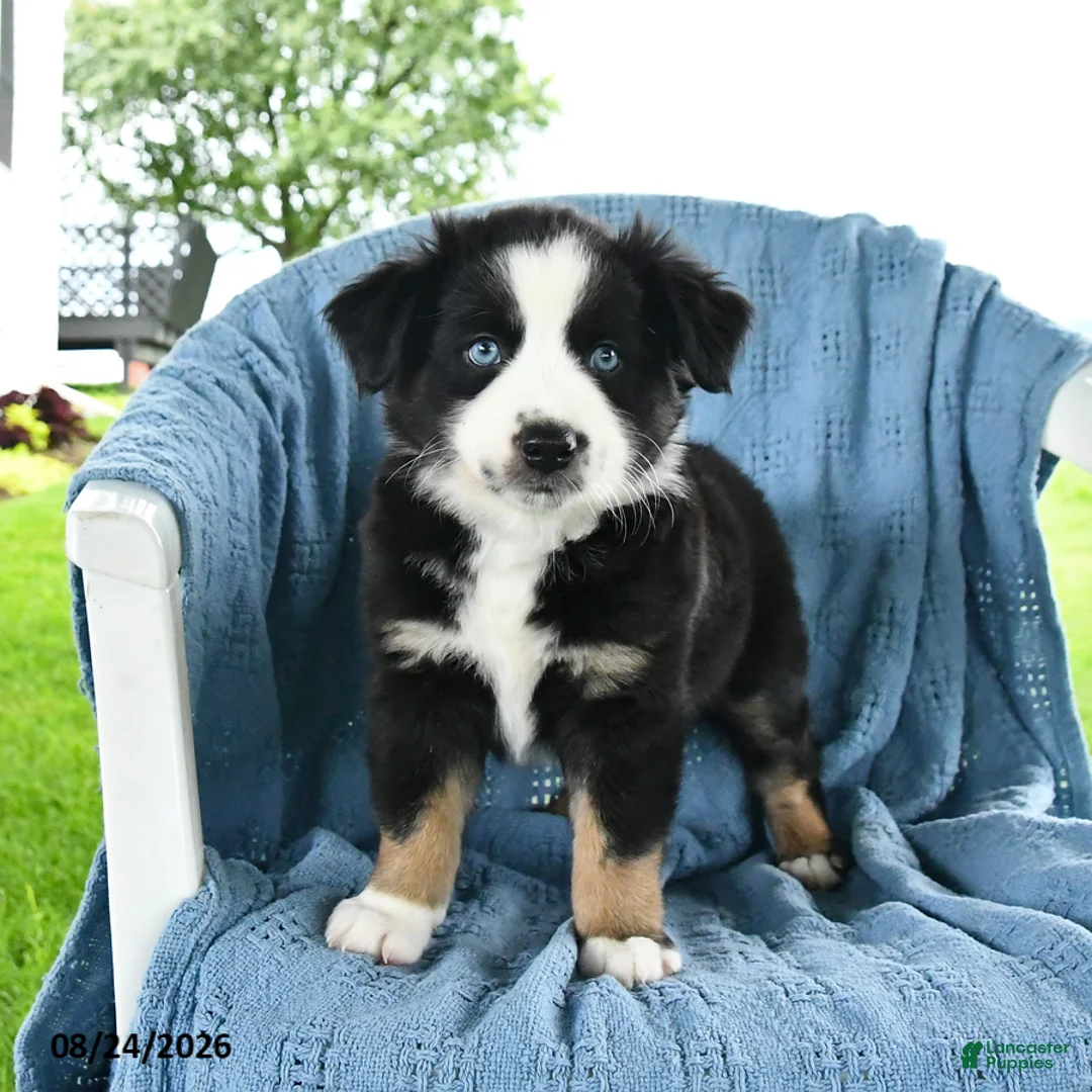 Miniature Australian Shepherd dogs for sale: Blue Eyes - Ad 5