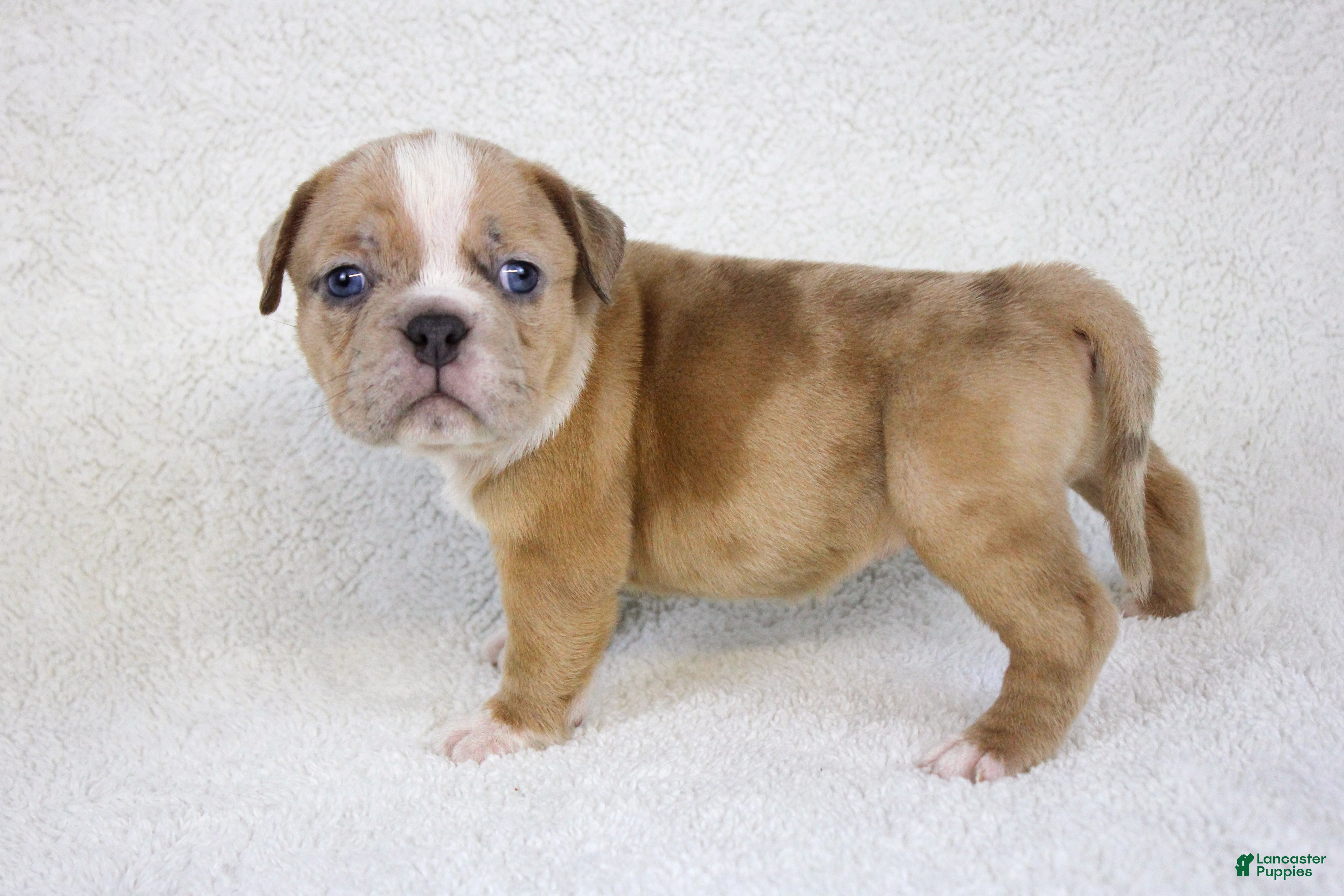 American Bully dogs Fawn Merle Female - Ad 36
