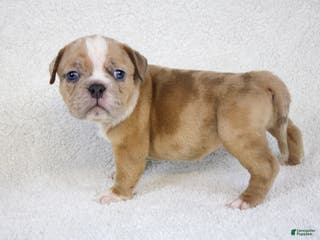 American Bully dogs Fawn Merle Female - Ad 36