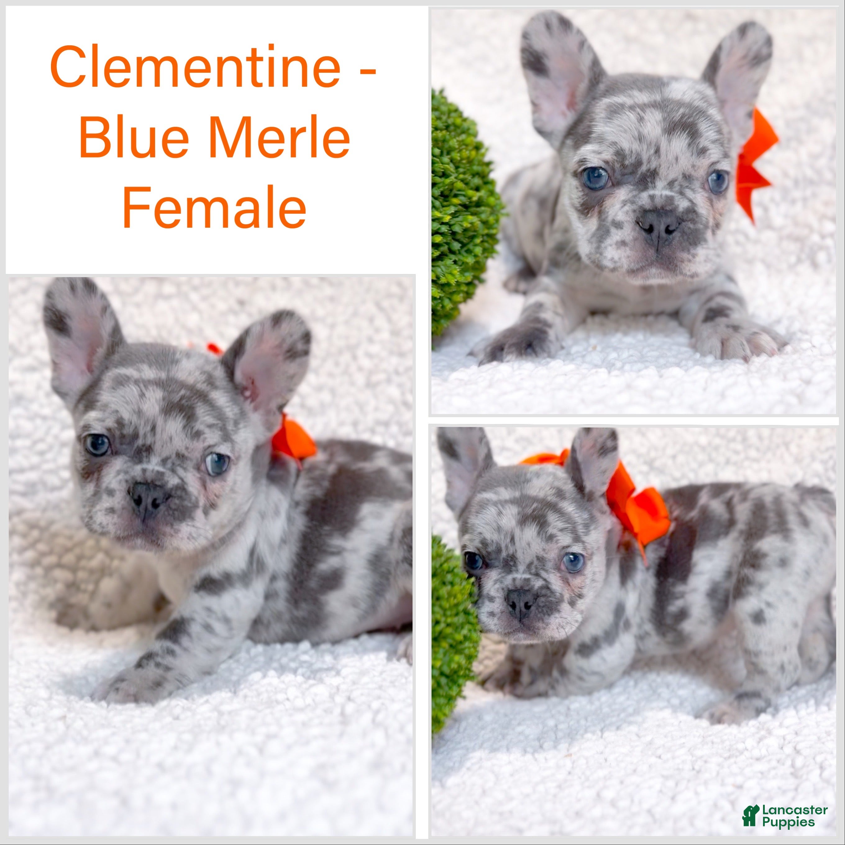 French Bulldog dogs Clementine Blue Merle AKC Frenchie Female - Ad 2