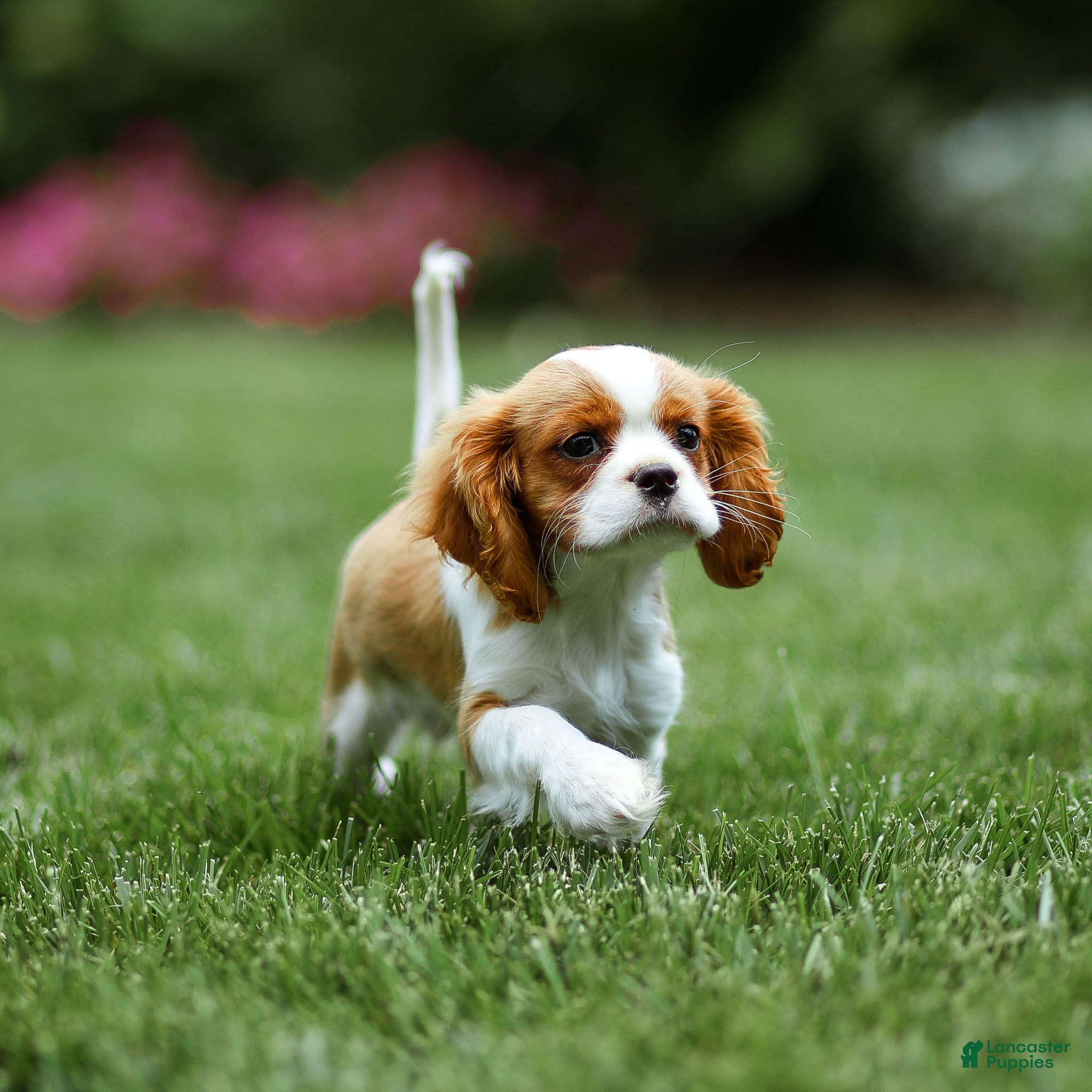 Cavalier King Charles Spaniel dogs Allen Cavalier King Charles Spaniel Puppy  - Ad 1