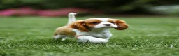 Cavalier King Charles Spaniel dogs for sale: Allen Cavalier King Charles Spaniel Puppy  - Ad 19