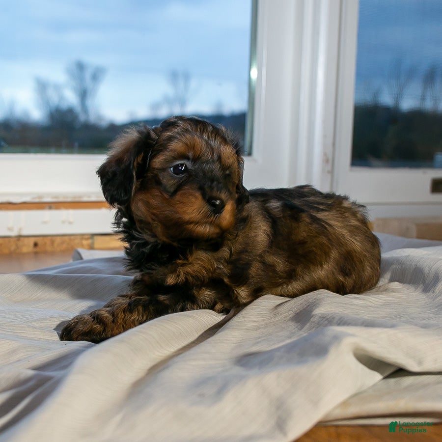 Mixed Breed dogs for sale: Joey male Shorkie Poo - Ad 2