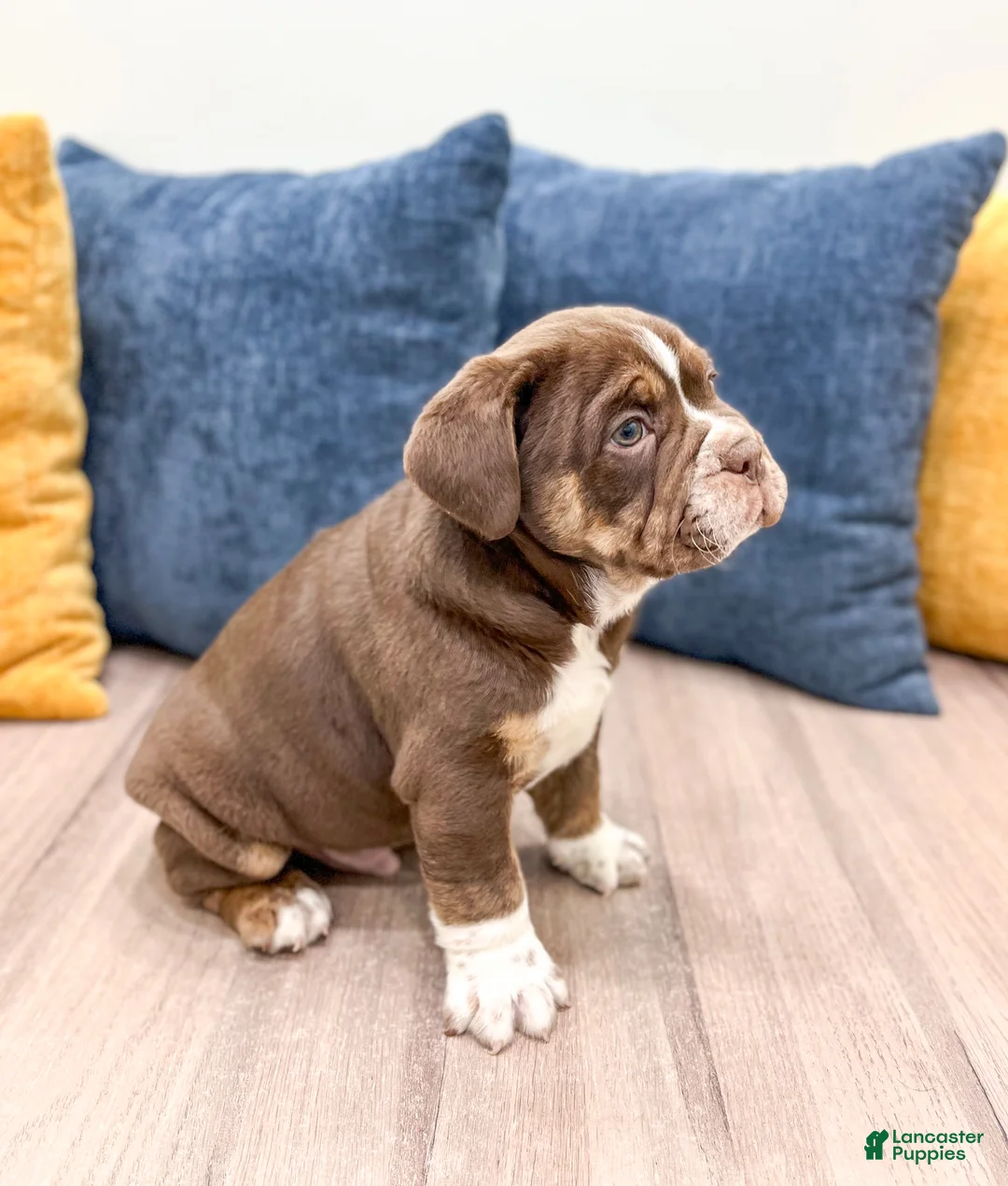 Beabull dogs for sale: Polo - Ad 4