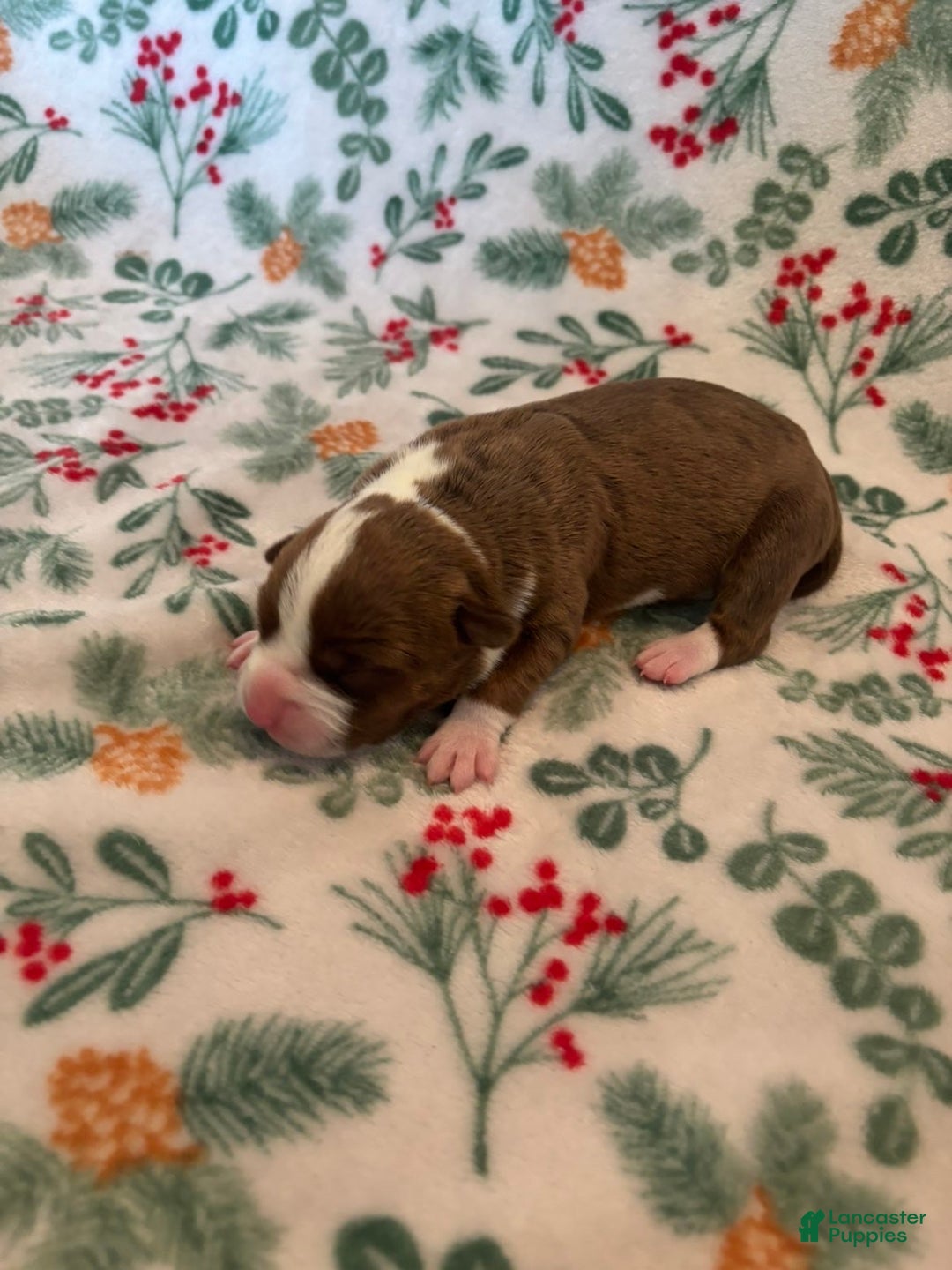 Mixed Breed dogs for sale: Dawn - Ad 2