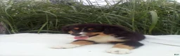 Miniature Australian Shepherd dogs for sale: Princess - Ad 3