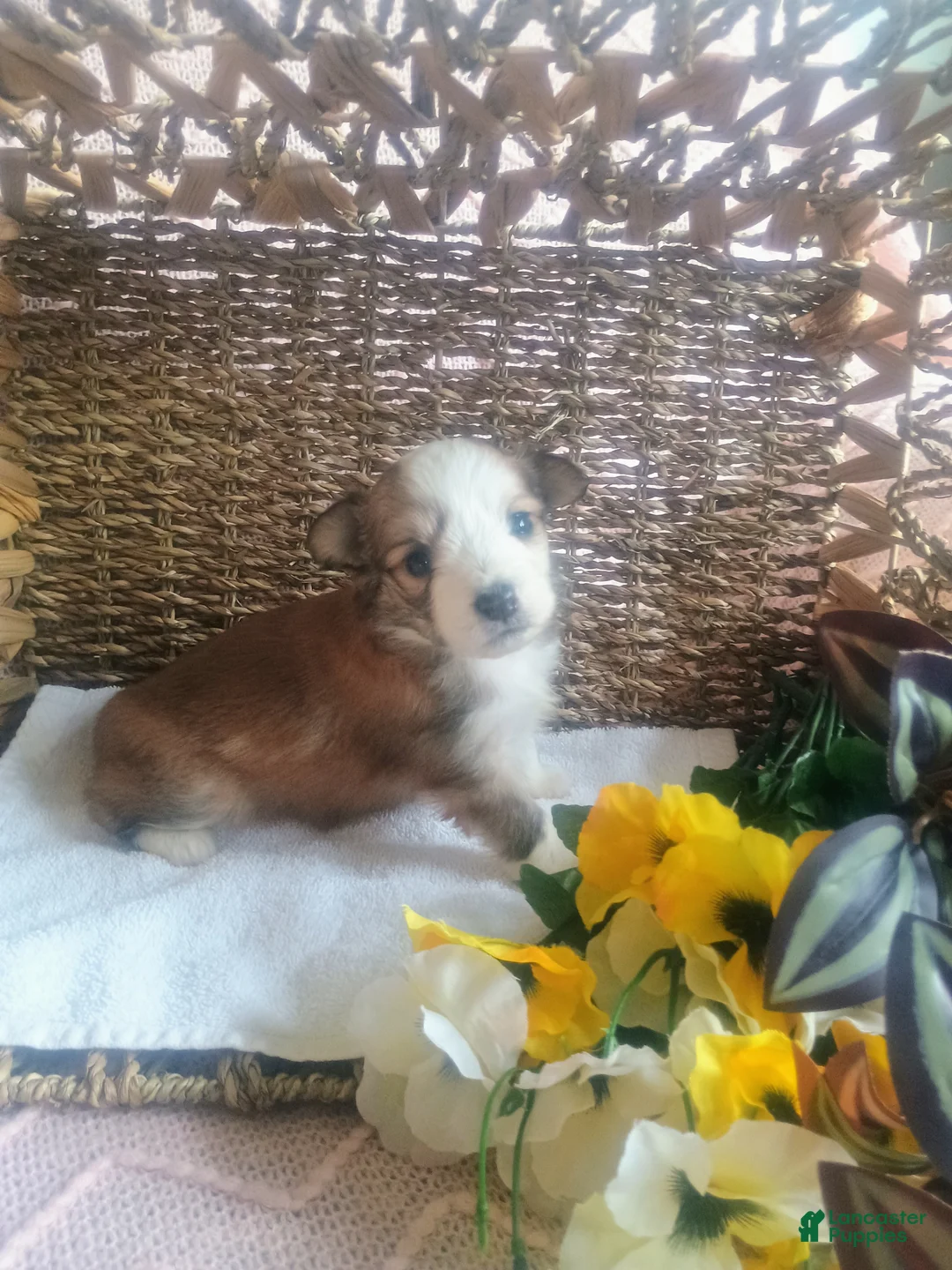 Mixed Breed dogs for sale: Mixed Breed Puppy 4 - Ad 3