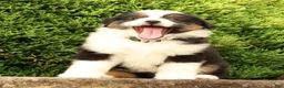 Miniature Australian Shepherd dogs for sale: Franklin - Ad 8