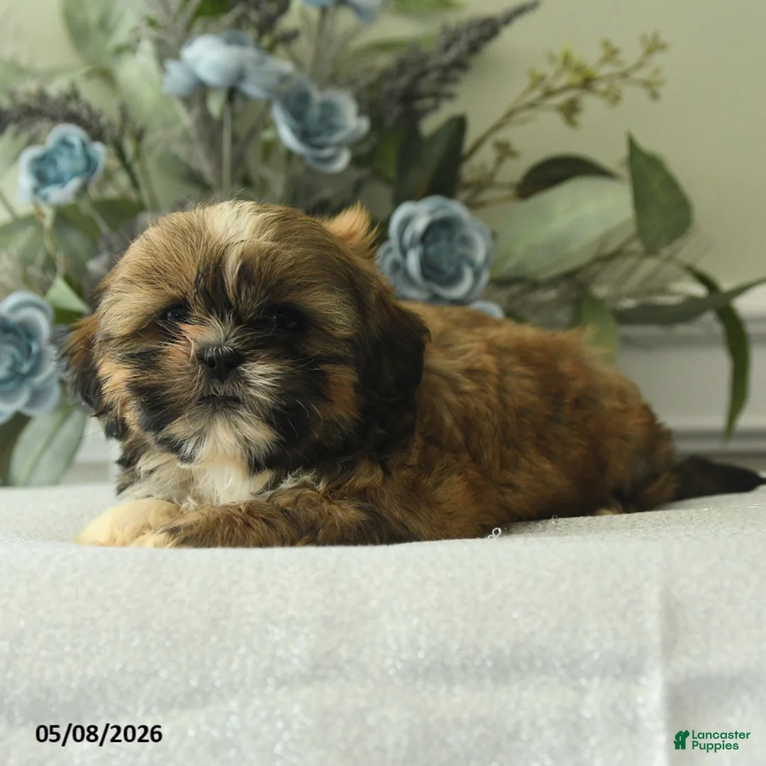 Shih Tzu dogs for sale: Hector - Ad 2