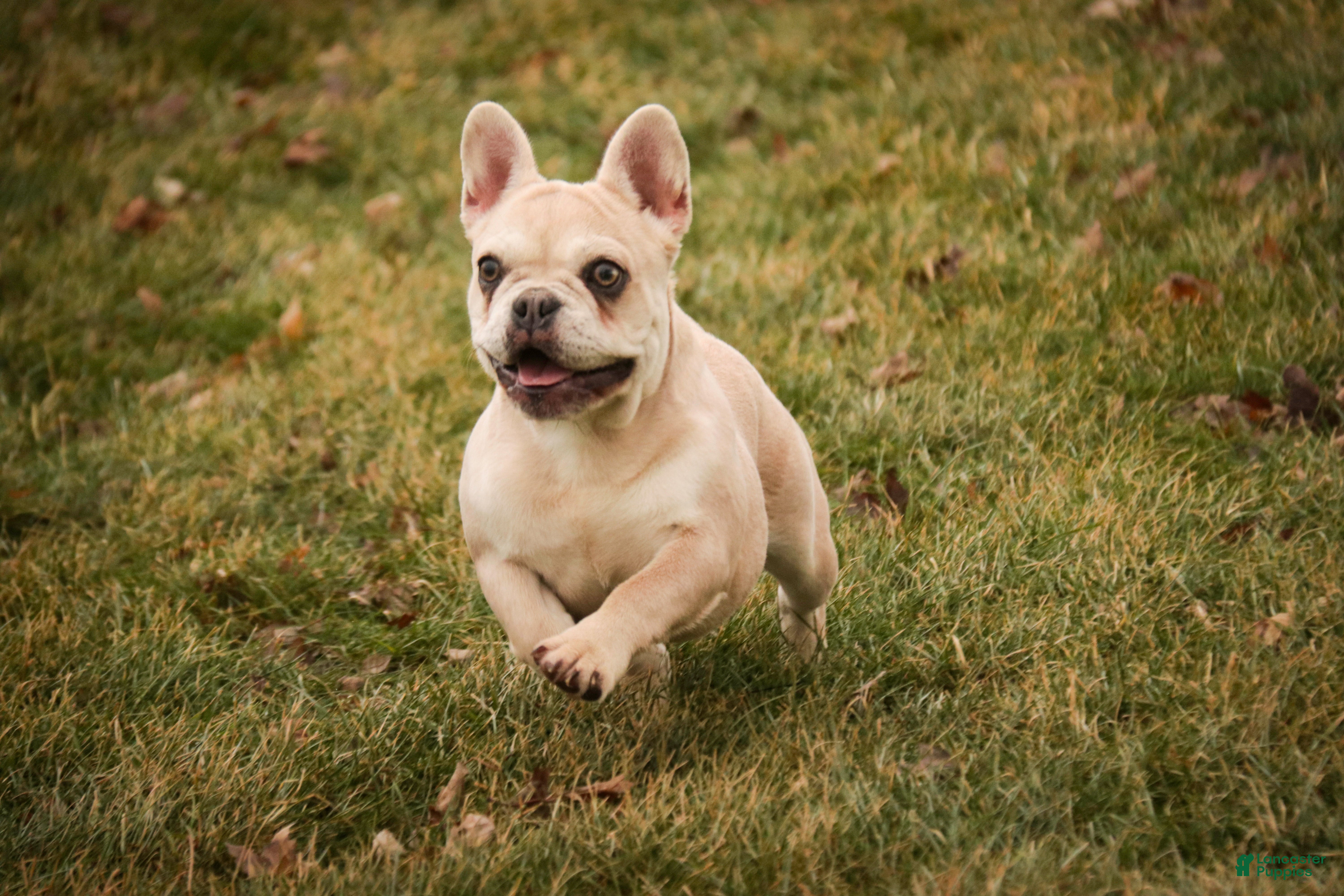 French Bulldog dogs Addie - Ad 39