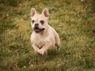 French Bulldog dogs Addie - Ad 6