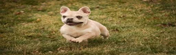 French Bulldog dogs for sale: Addie - Ad 2