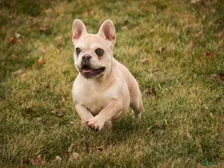 French Bulldog dogs Addie - Ad 14