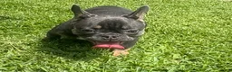 French Bulldog dogs for sale: French Bulldog 2 - Ad 2