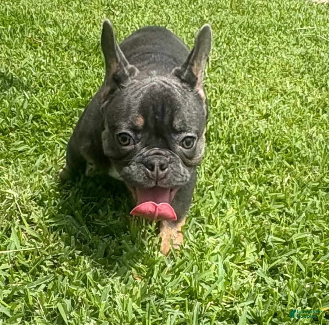 French Bulldog dogs for sale: French Bulldog 2 - Ad 2