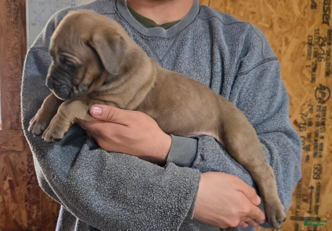 Mixed Breed dogs for sale: Hawks Demo  - Ad 2