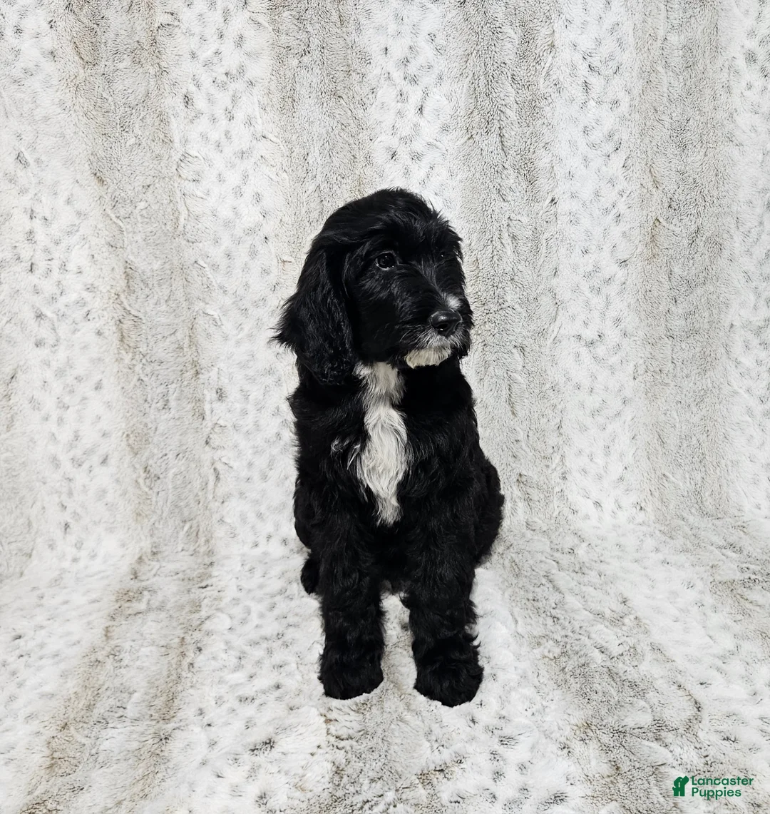 Goldendoodle dogs for sale: F1 ButterBean - Ad 2