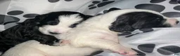 Bernedoodle dogs for sale: Suzy - Ad 8