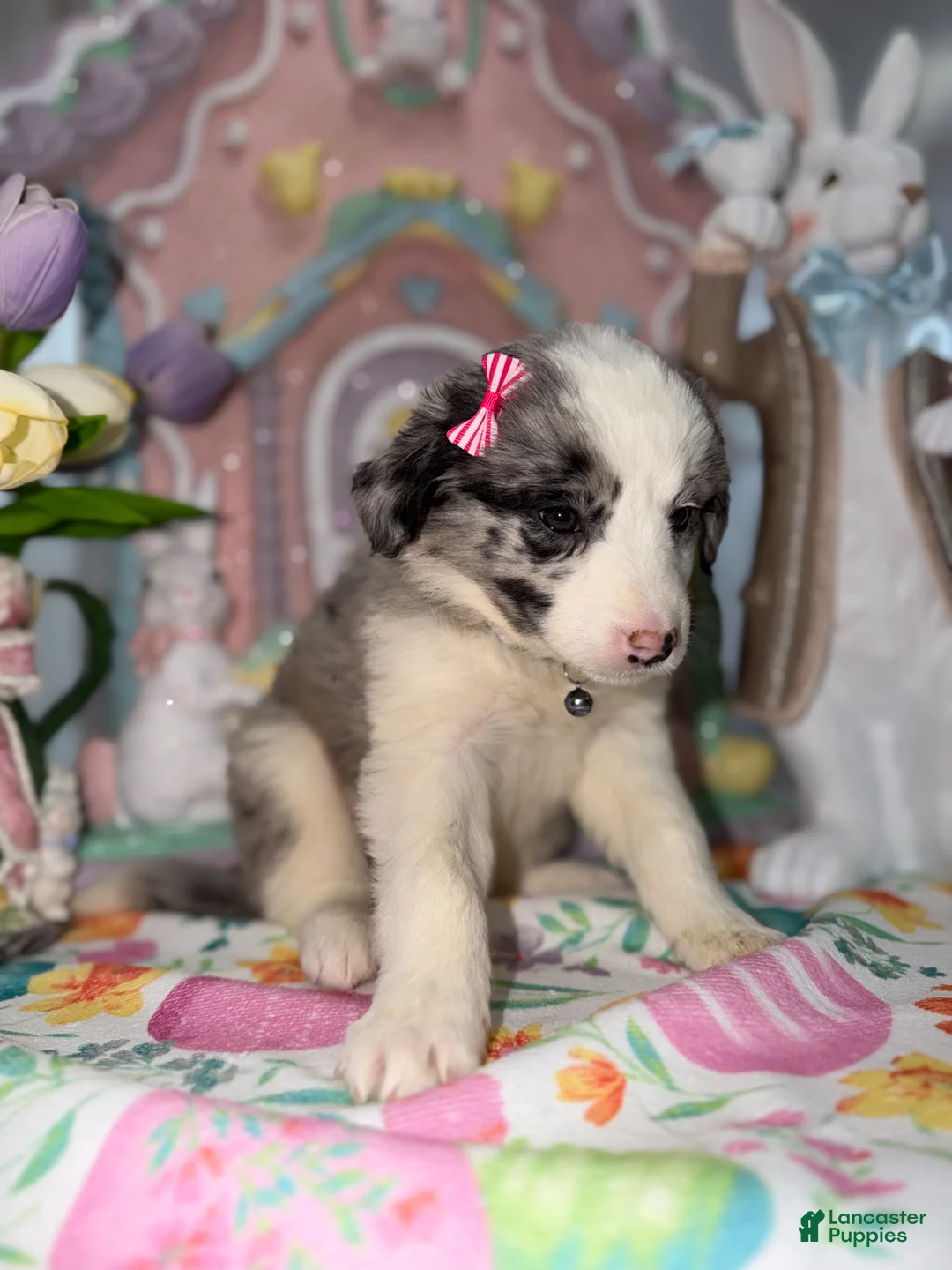 Australian Shepherd dogs for sale: Ashley  - Ad 2