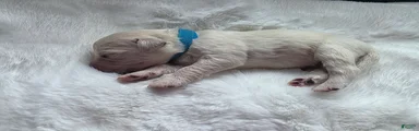 Baby boy Light blue