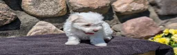 Havanese dogs for sale: Tessa - Ad 9