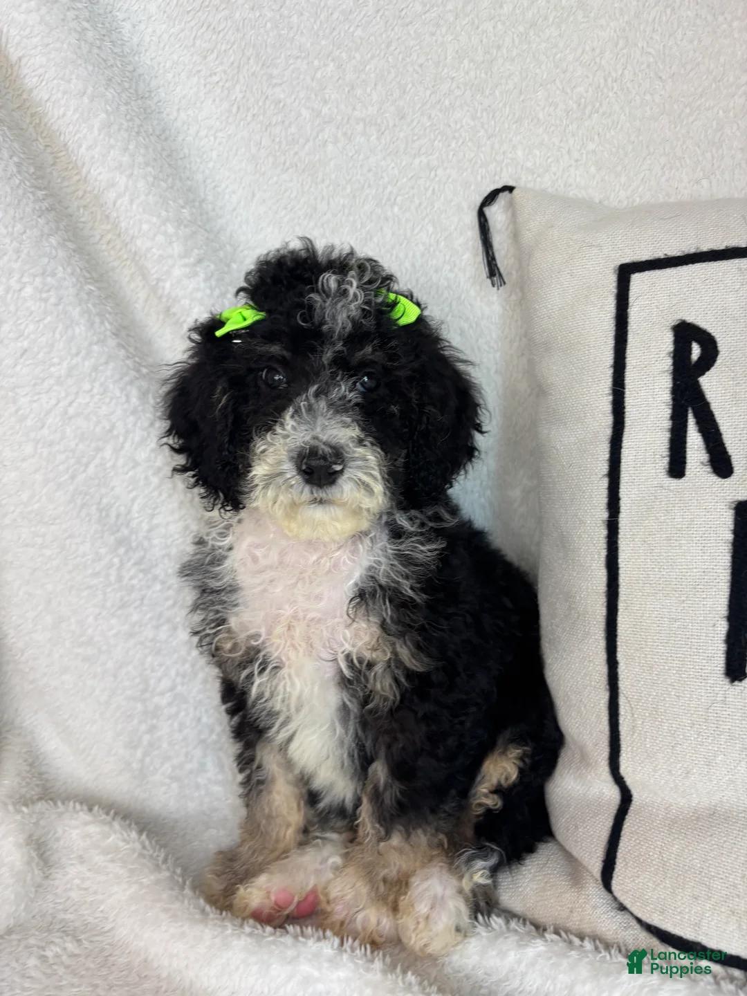 Mini Bernedoodle dogs for sale: Molly - Ad 1